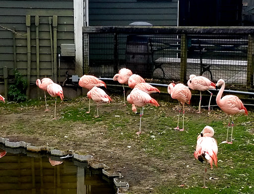 Zoo «Alligator Adventure», reviews and photos, 4604 Hwy 17 S, North Myrtle Beach, SC 29582, USA