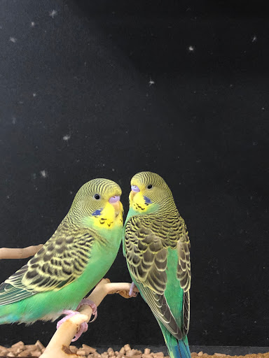 Pet Supply Store «PetSmart», reviews and photos, 7663 Arundel Mills Blvd, Hanover, MD 21076, USA