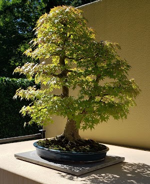 Pacific Bonsai Museum - photo 13