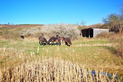 Pastevni rezervace divokých koní Dobřany