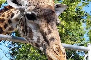 Nashville Zoo Giraffe House image