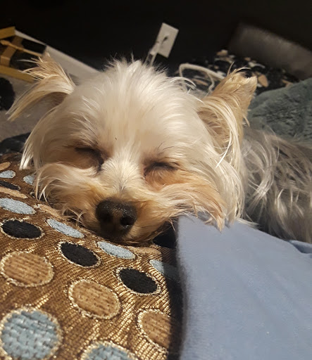 Woof Gang Bakery & Grooming Hamlin