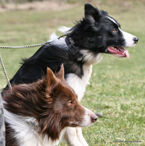 Comments and reviews of Astra Sheepdog Centre - Sheepdogs for Sale