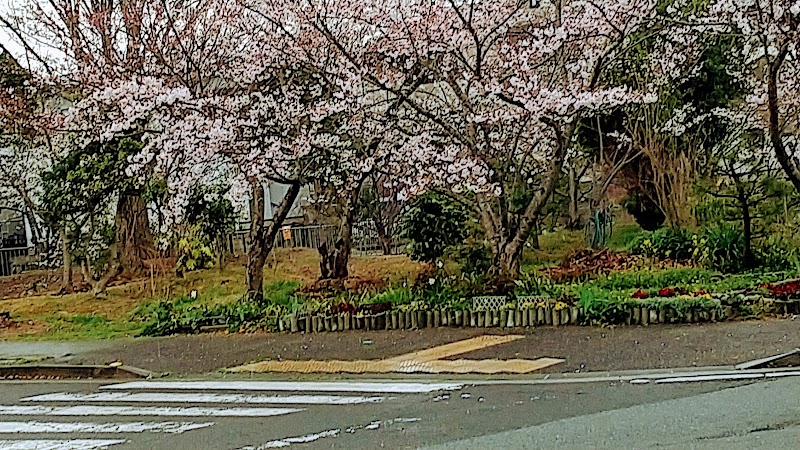 緑が丘桜並木