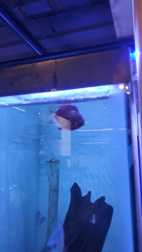 Tropical Fish Store «Ocean Blue Aquarium», reviews and photos, 2246 Aloma Ave, Winter Park, FL 32792, USA