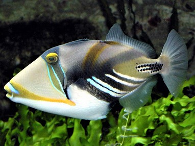 Tropical Fish Store «Reef eScape», reviews and photos, 11141 Lee Hwy, Fairfax, VA 22030, USA