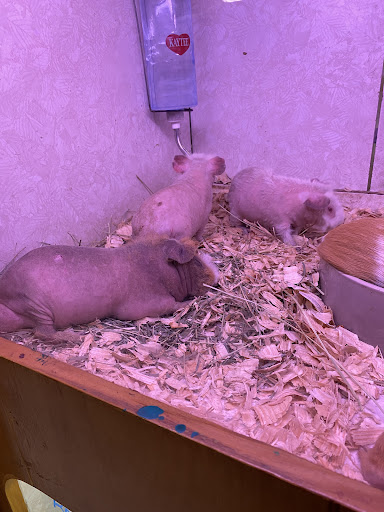 Pet Store «Forever Pets Inc», reviews and photos, 1030 Basse Rd, San Antonio, TX 78212, USA