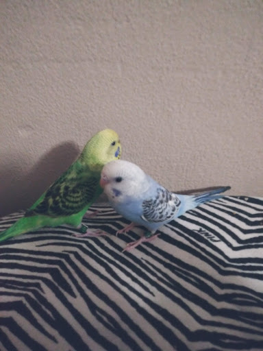 Pet Supply Store «Petco Animal Supplies», reviews and photos, 8404 Eager Rd b, Brentwood, MO 63144, USA