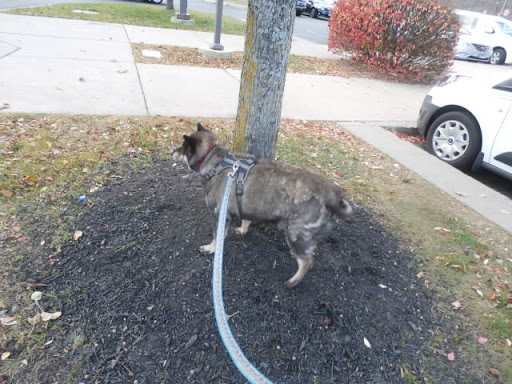 Pet Supply Store «Petco Animal Supplies», reviews and photos, 1065 Kennedy Rd, Windsor, CT 06095, USA