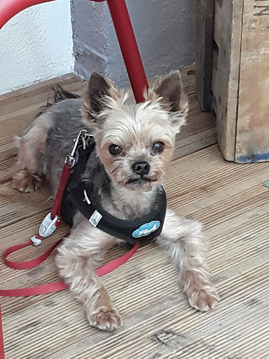 Dr. med. vet. Christine Heine unter Leinfelden-Echterdingen, 