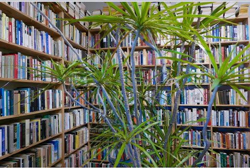 Used Book Store «Kaboom Books», reviews and photos, 3116 Houston Ave, Houston, TX 77009, USA