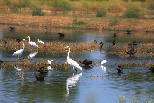 Nature Preserve «Woodbridge Ecological Reserve», reviews and photos, 7730 W Woodbridge Rd, Lodi, CA 95242, USA