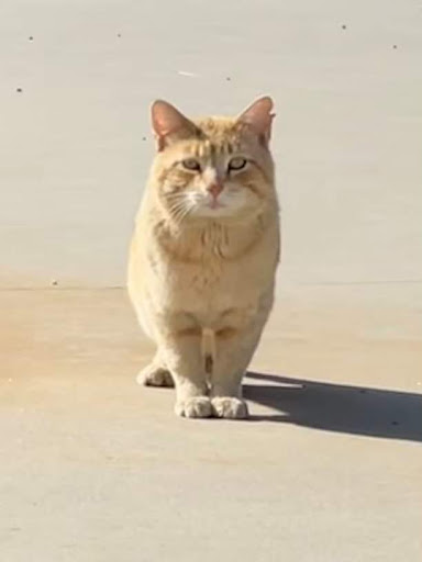 Pet Supply Store «Mini Pet Mart», reviews and photos, 1609 Virginia Ave, North Bend, OR 97459, USA