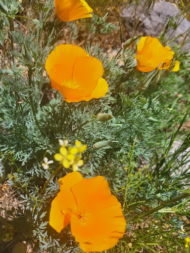 Coffee Shop «Dark Horse Coffee Roasters Truckee», reviews and photos, 10009 W River St, Truckee, CA 96161, USA