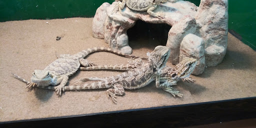 Pet Store «Species Pet Supply», reviews and photos, 1935 W Brandon Blvd, Brandon, FL 33511, USA