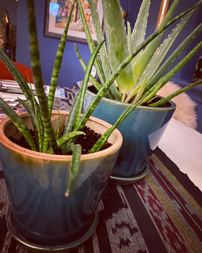 Florist «Urban Sense», reviews and photos, 5402 W Vliet St, Milwaukee, WI 53208, USA