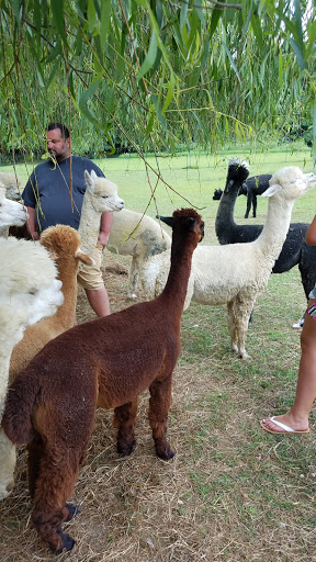 Farm «Painted Sky Alpaca Farm & Fiber Mill», reviews and photos, 95 Knight House Ln, Earleville, MD 21919, USA