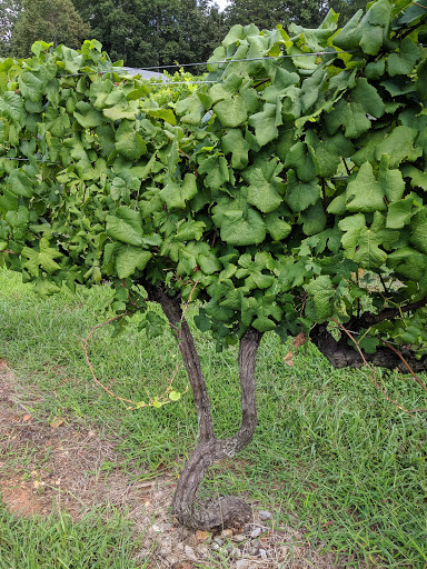 Winery «Sharp Mountain Vineyards», reviews and photos, 110 Rathgeb Trail, Jasper, GA 30143, USA