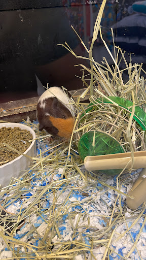 Pet Supply Store «PetSmart», reviews and photos, 16514 SW 88th St, Kendall, FL 33196, USA