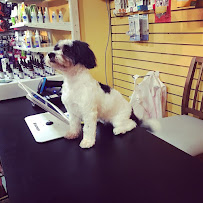 Pets on Broadway NYC 2 - Photo 5 - Car repair in New York, NY, Manhattan