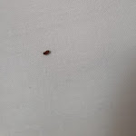 Photo n°3 de l'avis de Samuele.o fait le 29/11/2023 à 18:42 sur le  Hotel Nuovo Murillo à Milan