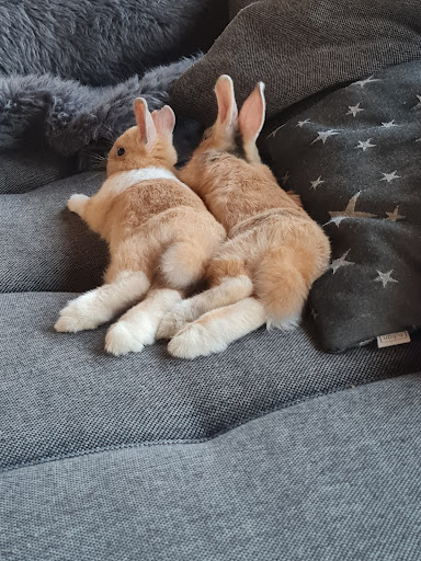 Kleintierpraxis Dr. med. vet. Dorothee Futterer unter Horgenzell, Baden Württemberg