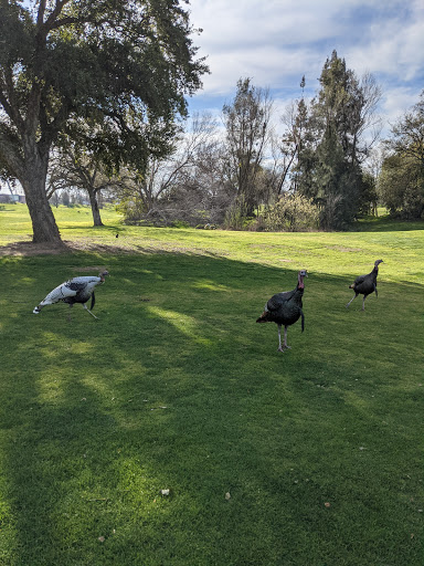 Golf Course «Alister Mackenzie Golf Course», reviews and photos, 3645 Fulton Ave, Sacramento, CA 95821, USA