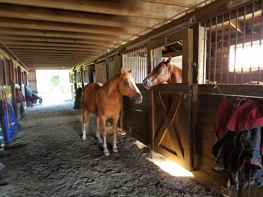 Horse trainer Bridgeport