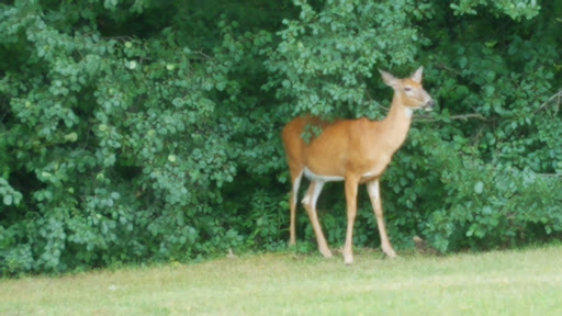 Public Golf Course «Hansen Park Golf Course», reviews and photos, 9800 Underwood Pkwy, Wauwatosa, WI 53226, USA