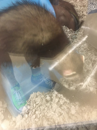 Pet Supply Store «Petco Animal Supplies», reviews and photos, 4665 Garth Rd #400, Baytown, TX 77521, USA