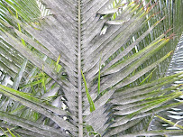 Florida Environmental Pest Management - Photo 7 - Car repair in West Palm Beach, FL, West Palm Beach