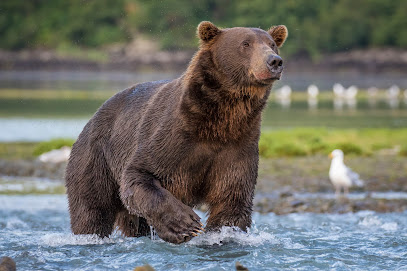Geographic Marine Expeditions (GMX) Bear Viewing