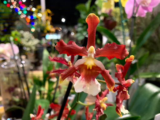 Gift Shop «Wild Flowers», reviews and photos, 1201 Madison St, Denver, CO 80206, USA