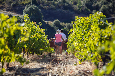 DOMAINE LA SARABANDE à Cabrerolles