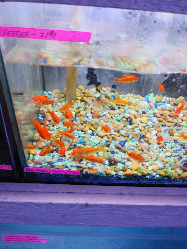 Pet Store «Aquarium City», reviews and photos, 21723 Sherman Way, Canoga Park, CA 91303, USA