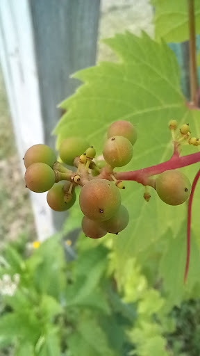 Vineyard «Sandhill Crane Vineyards», reviews and photos, 4724 Walz Rd, Jackson, MI 49201, USA