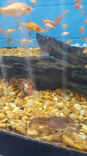 Pet Supply Store «Pet Supermarket», reviews and photos, 1746 E Silver Springs Blvd, Ocala, FL 34470, USA