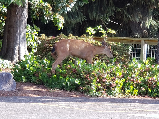 Grocery Store «Manzanita Fresh Foods», reviews and photos, 730 Manzanita Ave, Manzanita, OR 97130, USA