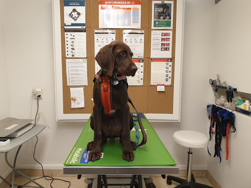 Downey Veterinary Hospital image