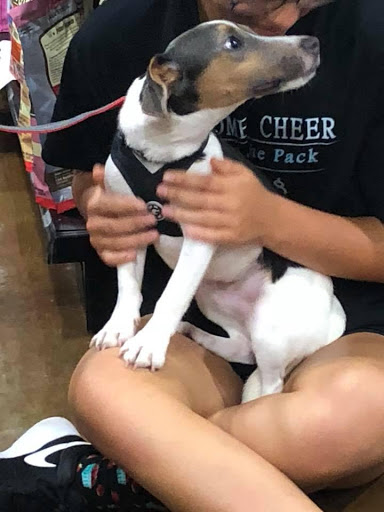 Pet Supply Store «Dog Gone Holistic-FishHawk», reviews and photos, 5620 Fishhawk Crossing Blvd, Lithia, FL 33547, USA