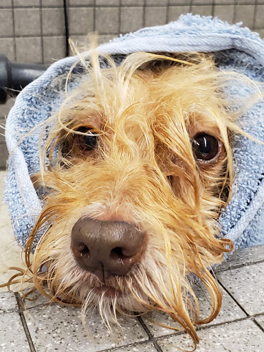 Pet Supply Store «Pet Food Express», reviews and photos, 372 Woodside Rd, Redwood City, CA 94061, USA