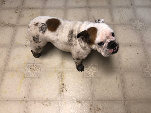 Pet Supply Store «PetSmart», reviews and photos, 1157 E North Ave, Belton, MO 64012, USA