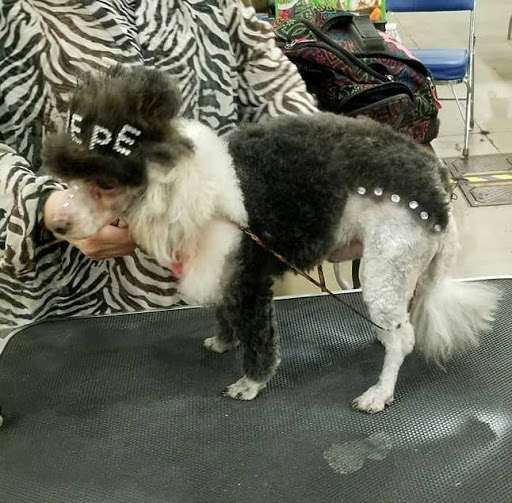 Brenda's Cuddles & Cuts