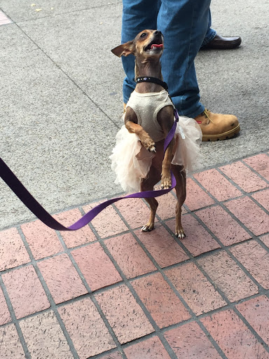 Pet Supply Store «EarthWise Pet Supply East Village», reviews and photos, 1051 Market St, San Diego, CA 92101, USA