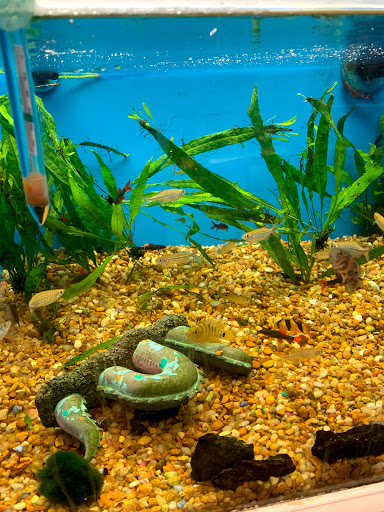 Pet Supply Store «Pet Supermarket», reviews and photos, 4524 St Johns Ave, Jacksonville, FL 32210, USA