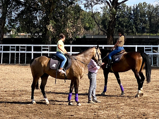 Hacienda Soñador Quarter Horses