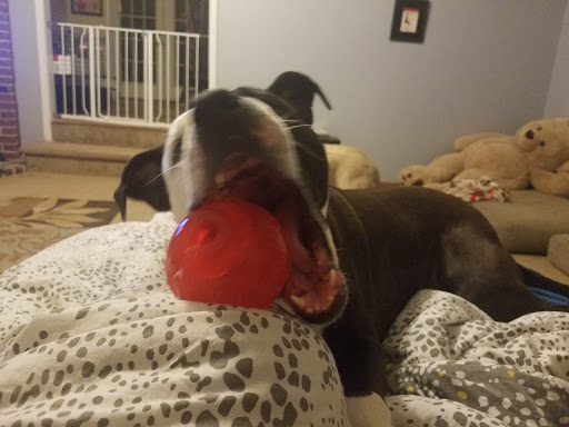 Pet Supply Store «Petco Animal Supplies», reviews and photos, 6720 Fox Centre Pkwy, Gloucester Courthouse, VA 23061, USA