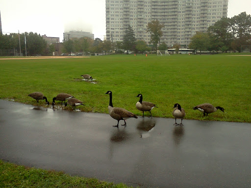 Park «Constitution Park», reviews and photos, Fletcher Ave & Lewis St, Fort Lee, NJ 07024, USA