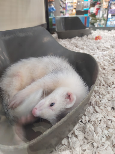 Pet Supply Store «Petco Animal Supplies», reviews and photos, 2450 Monarch Dr #105, Laredo, TX 78045, USA