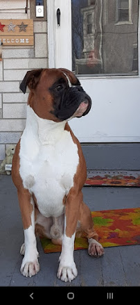 VCA East Penn Animal Hospital - Photo 7 - Car repair in Emmaus, PA, Allentown